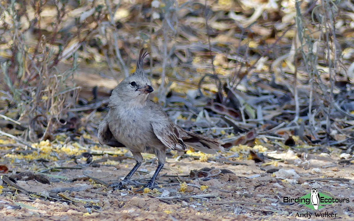 Chirruping Wedgebill - ML513788101