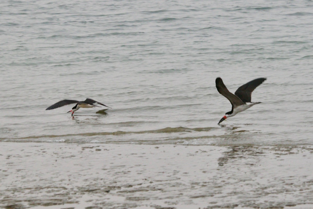 Black Skimmer - ML513788281