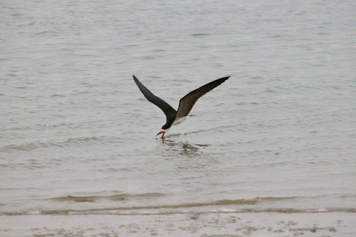 Black Skimmer - ML513788291