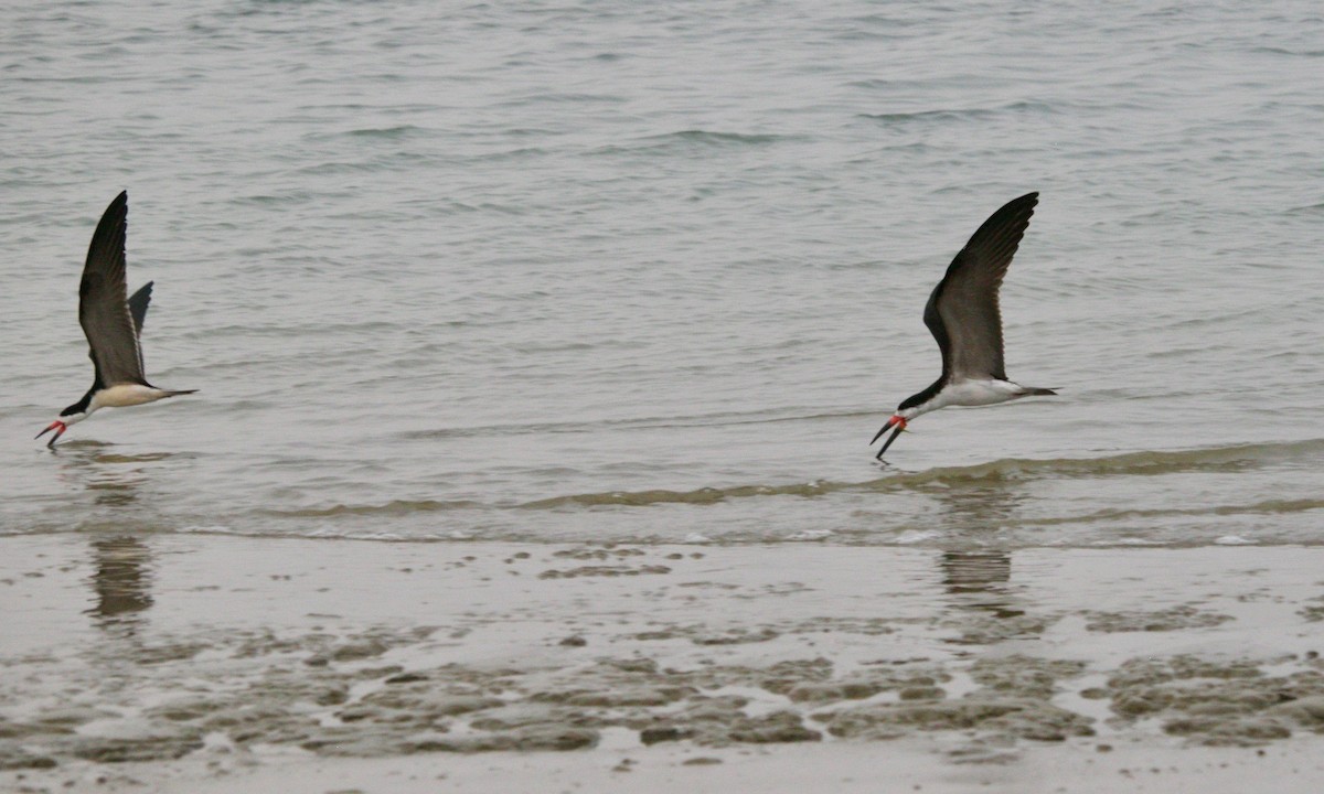 Black Skimmer - ML513788311