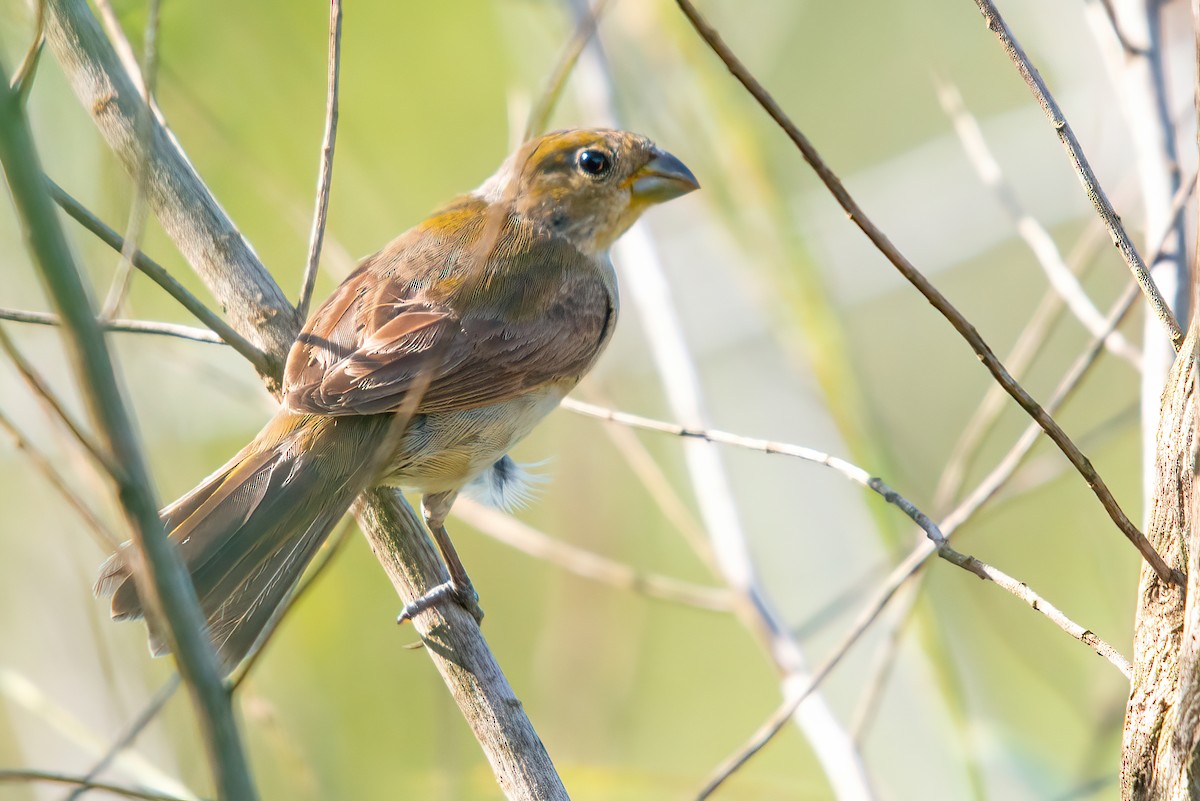 Double-collared Seedeater - Jaap Velden