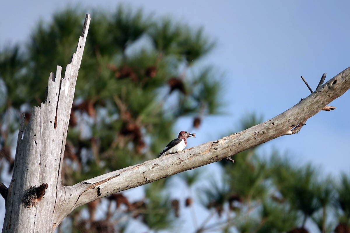 Red-headed Woodpecker - ML513788981