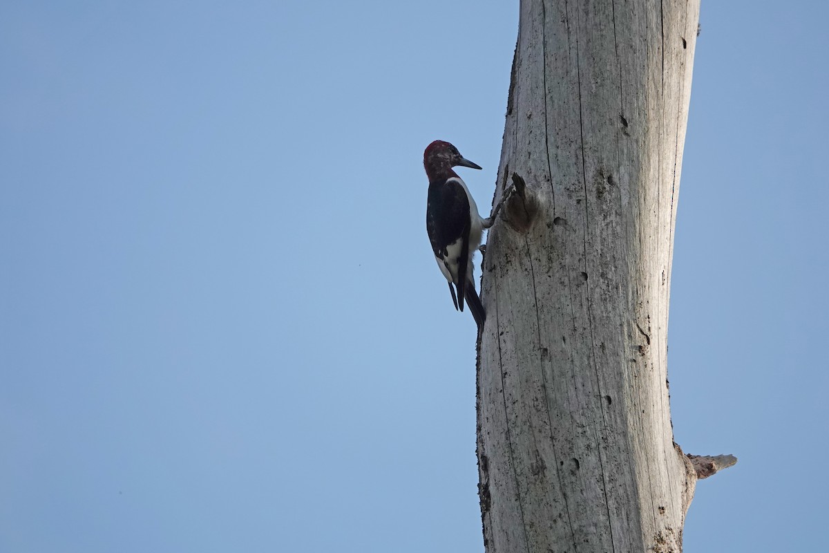 Red-headed Woodpecker - ML513789001