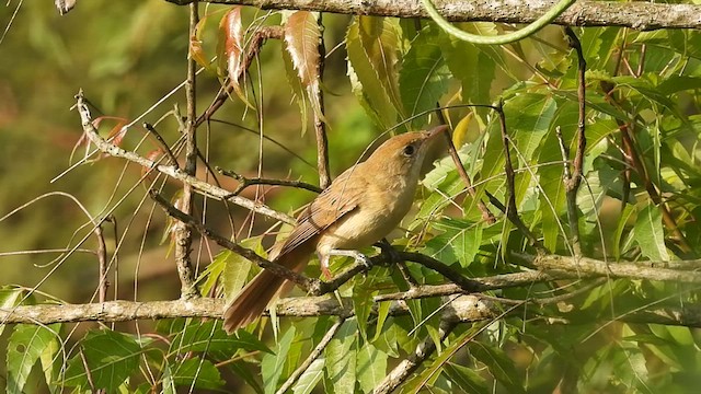 Thick-billed Warbler - ML513789171