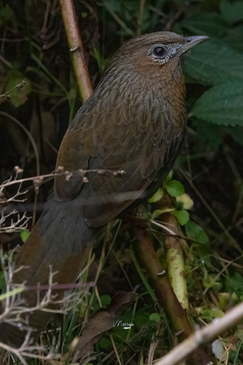 Streaked Laughingthrush - ML513789471