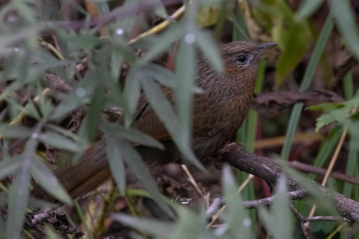 Streaked Laughingthrush - ML513789481