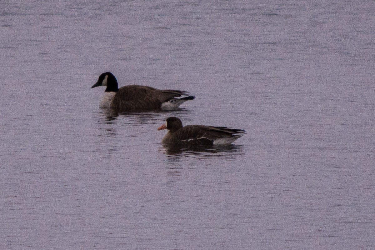 Greater White-fronted Goose - ML51378991