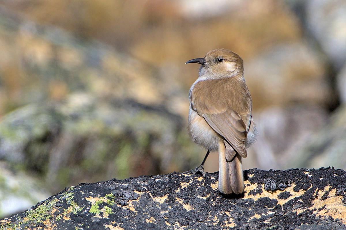 Ground Tit - ML513790051