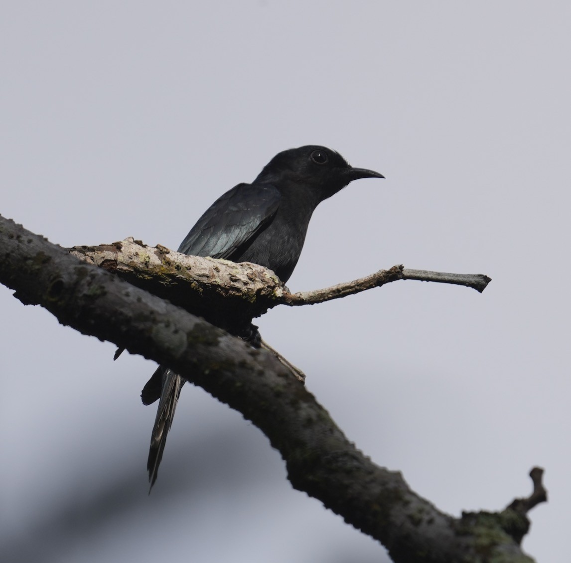 Asya Drongo Guguğu - ML513790451