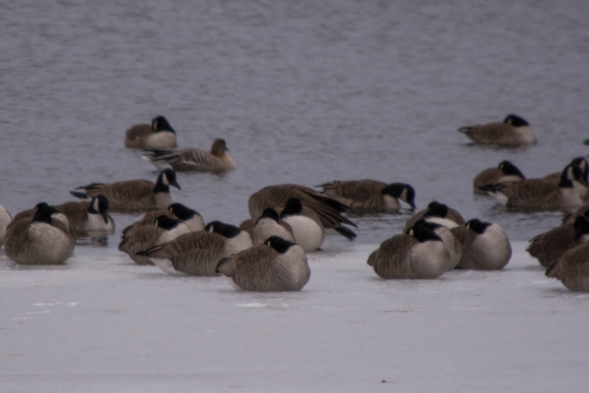 Pink-footed Goose - ML51379061