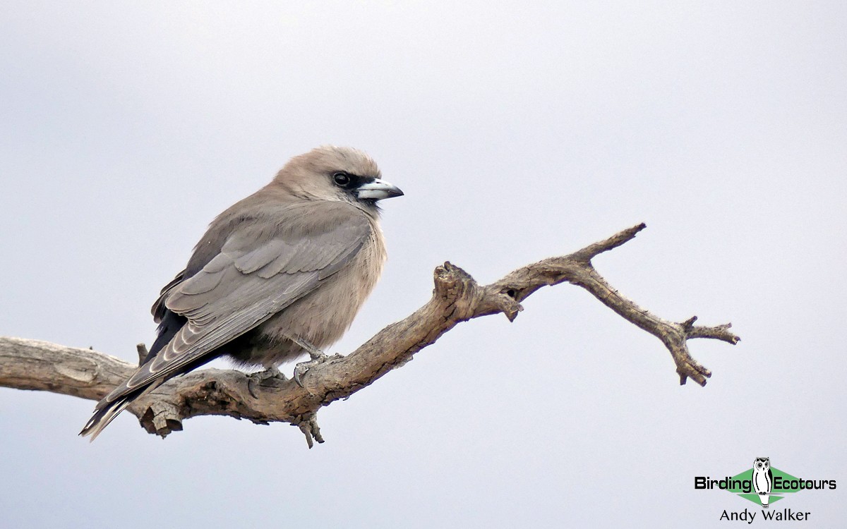 Black-faced Woodswallow (Black-vented) - ML513790631