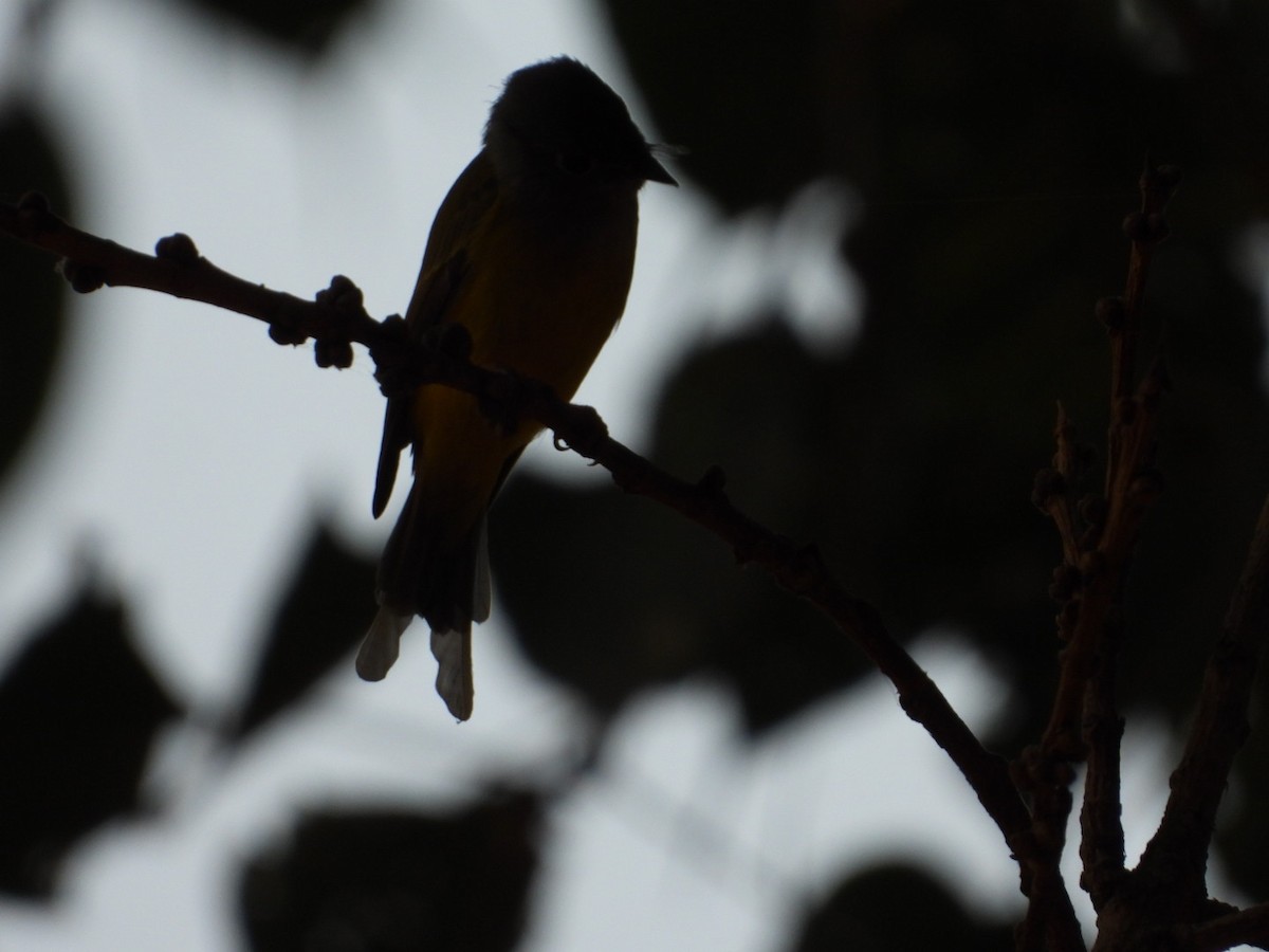 Gray-headed Canary-Flycatcher - ML513790891