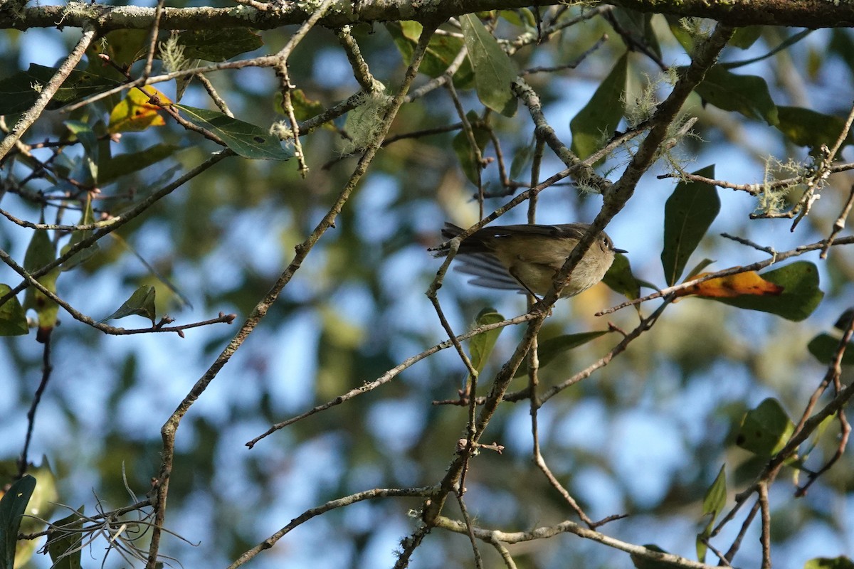 Ruby-crowned Kinglet - ML513790961