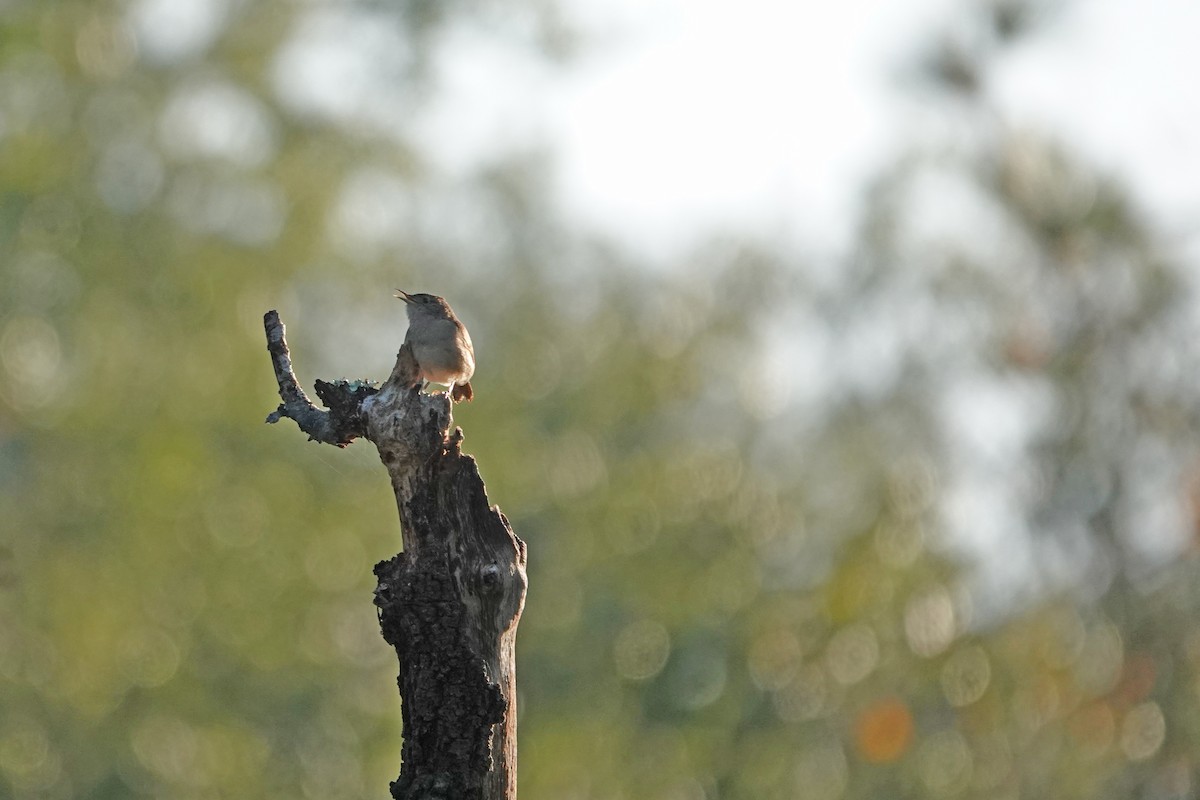 Carolina Wren - ML513791031