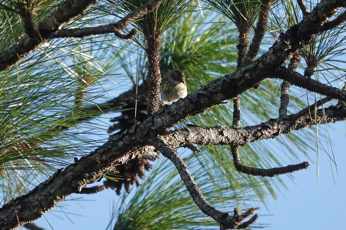 Yellow-rumped Warbler - ML513791041