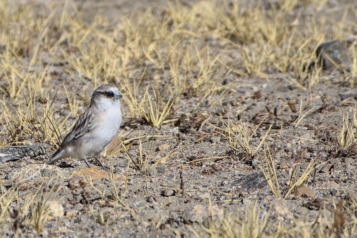 White-rumped Snowfinch - ML513791171