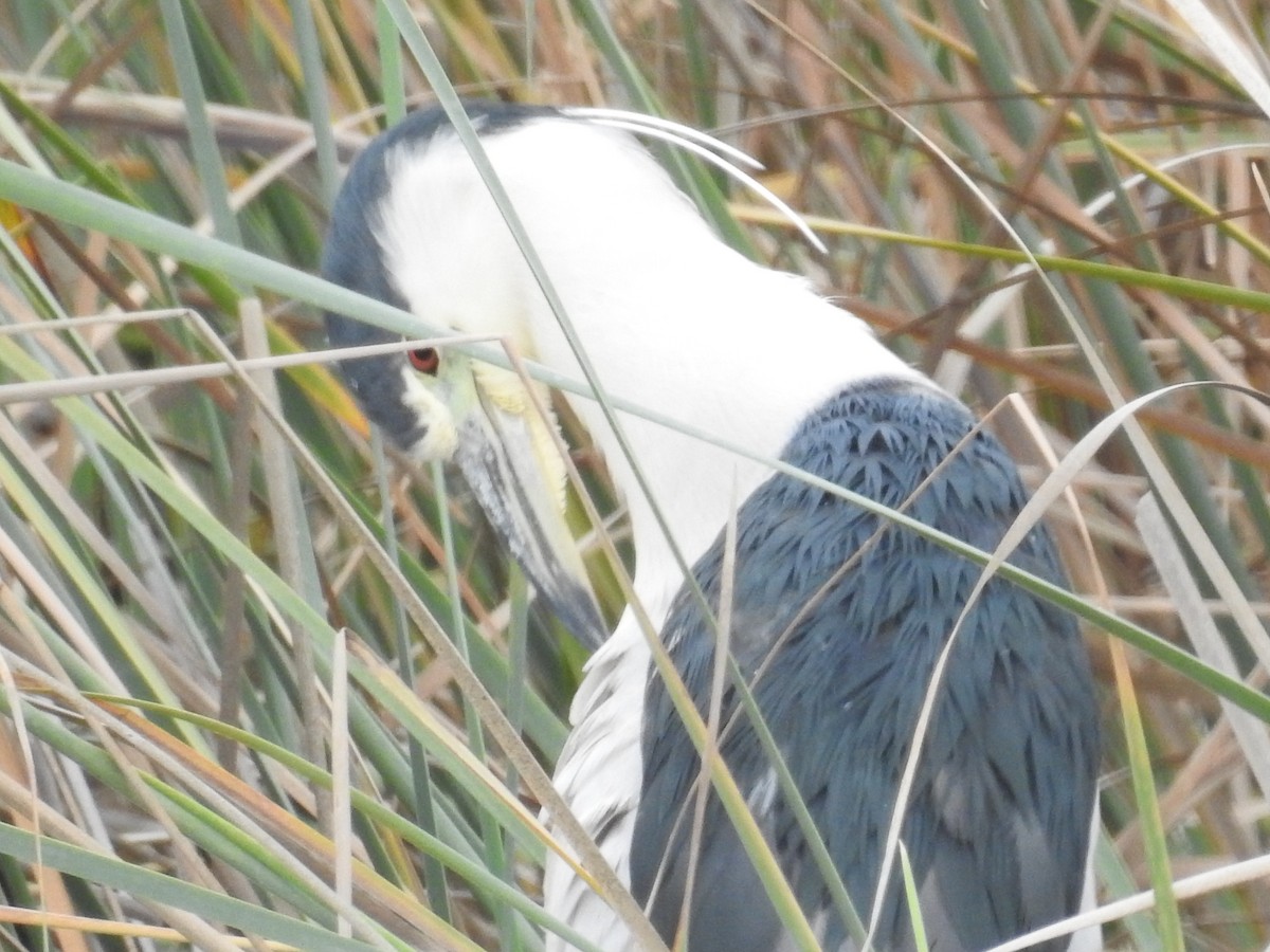 Black-crowned Night Heron - ML51379121