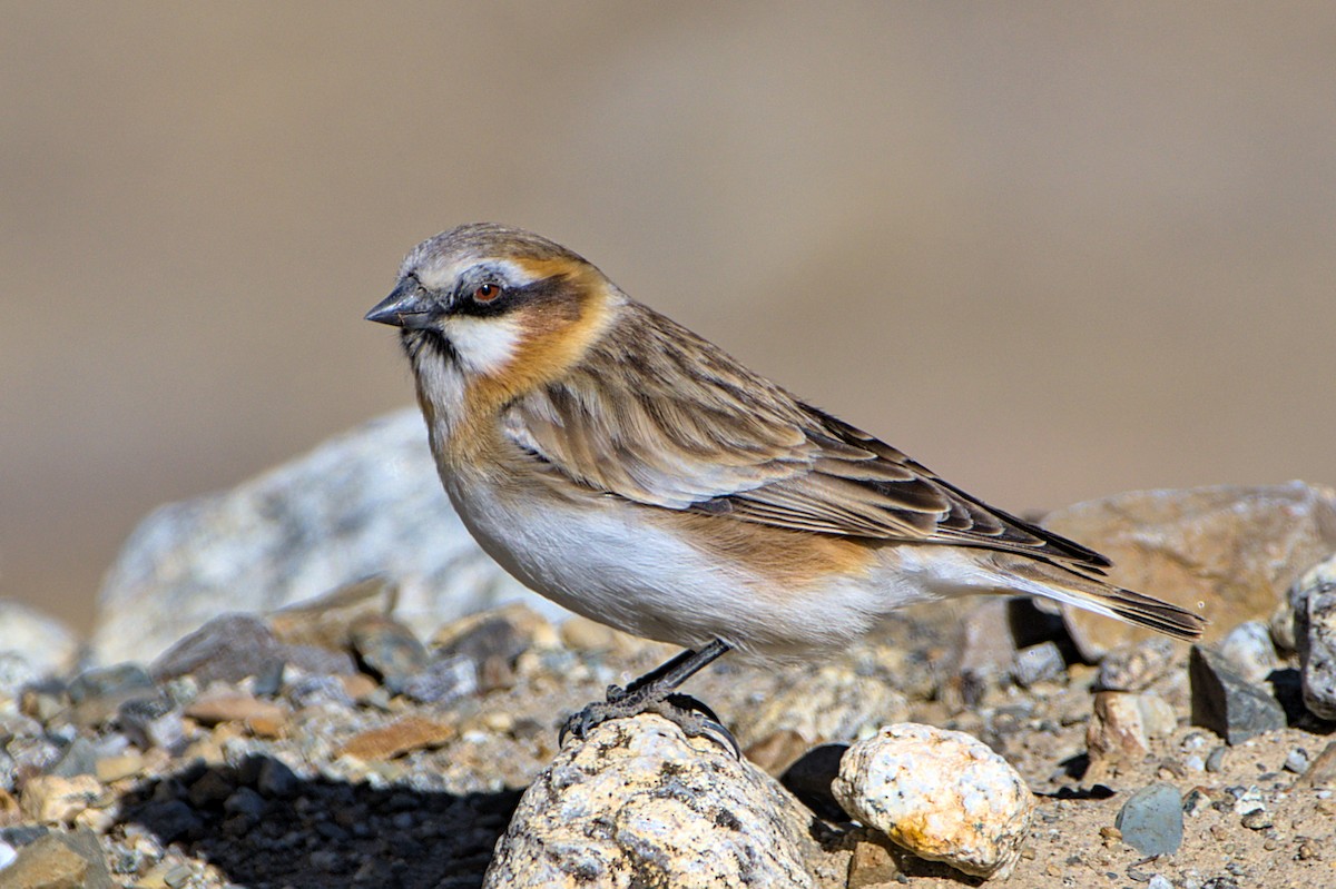 Rufous-necked Snowfinch - ML513791451