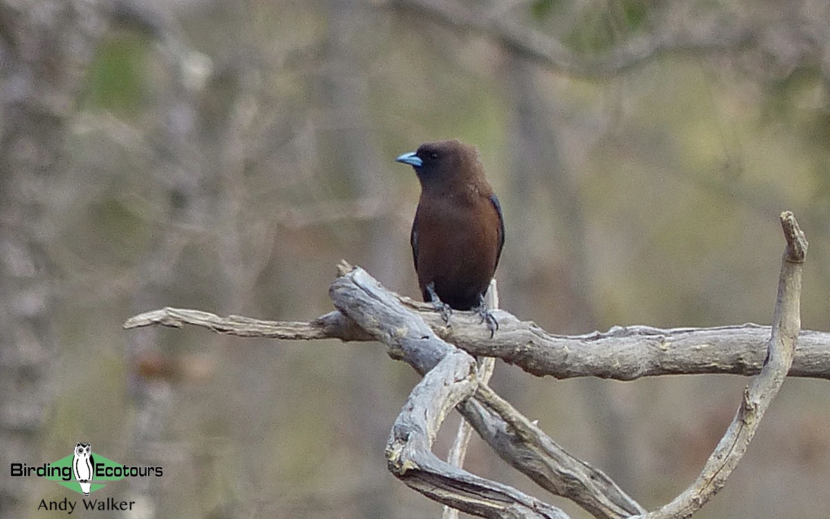 Little Woodswallow - Andy Walker - Birding Ecotours