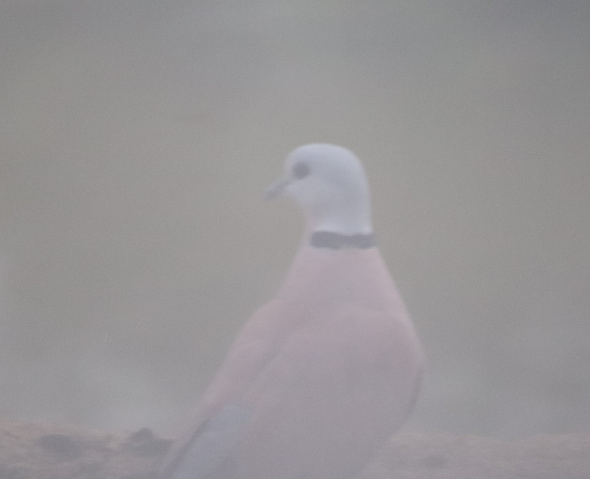 Red Collared-Dove - ML513791561