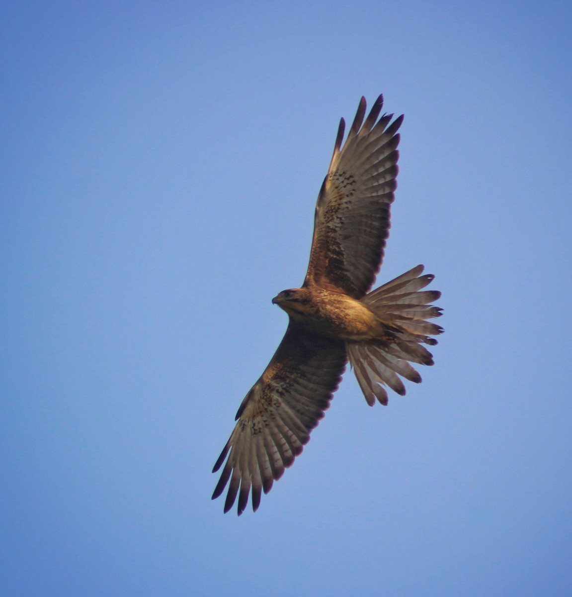 White-eyed Buzzard - Santonab Chakraborty