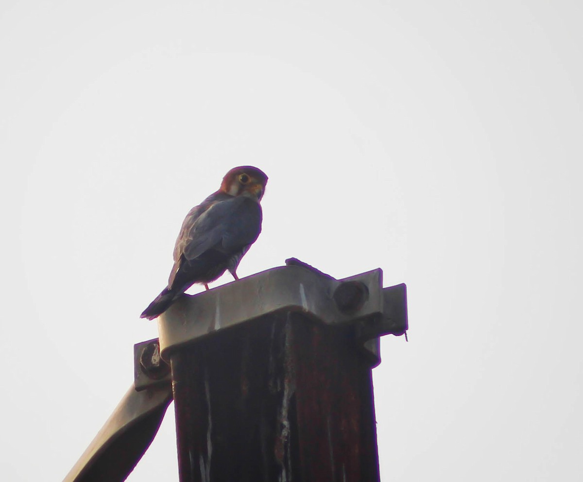Red-necked Falcon - Santonab Chakraborty