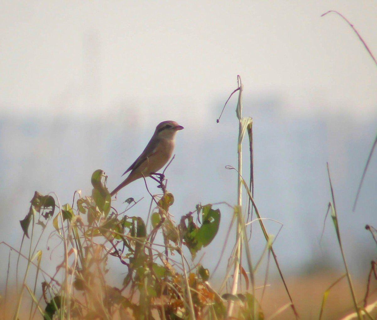 Isabelline Shrike - Santonab Chakraborty