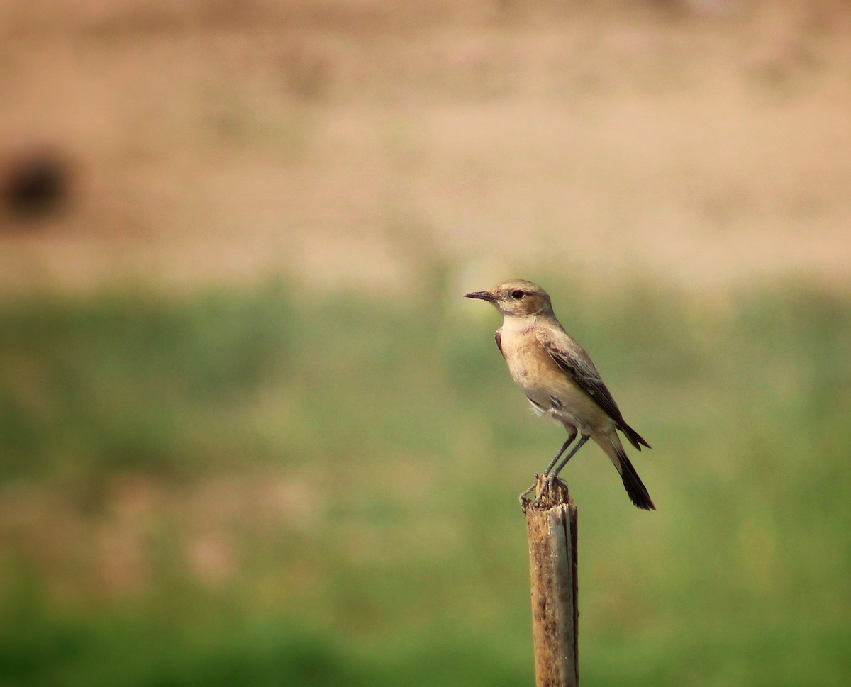 Desert Wheatear - Santonab Chakraborty