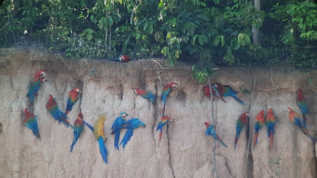 Guacamayo Azuliamarillo - ML513792861