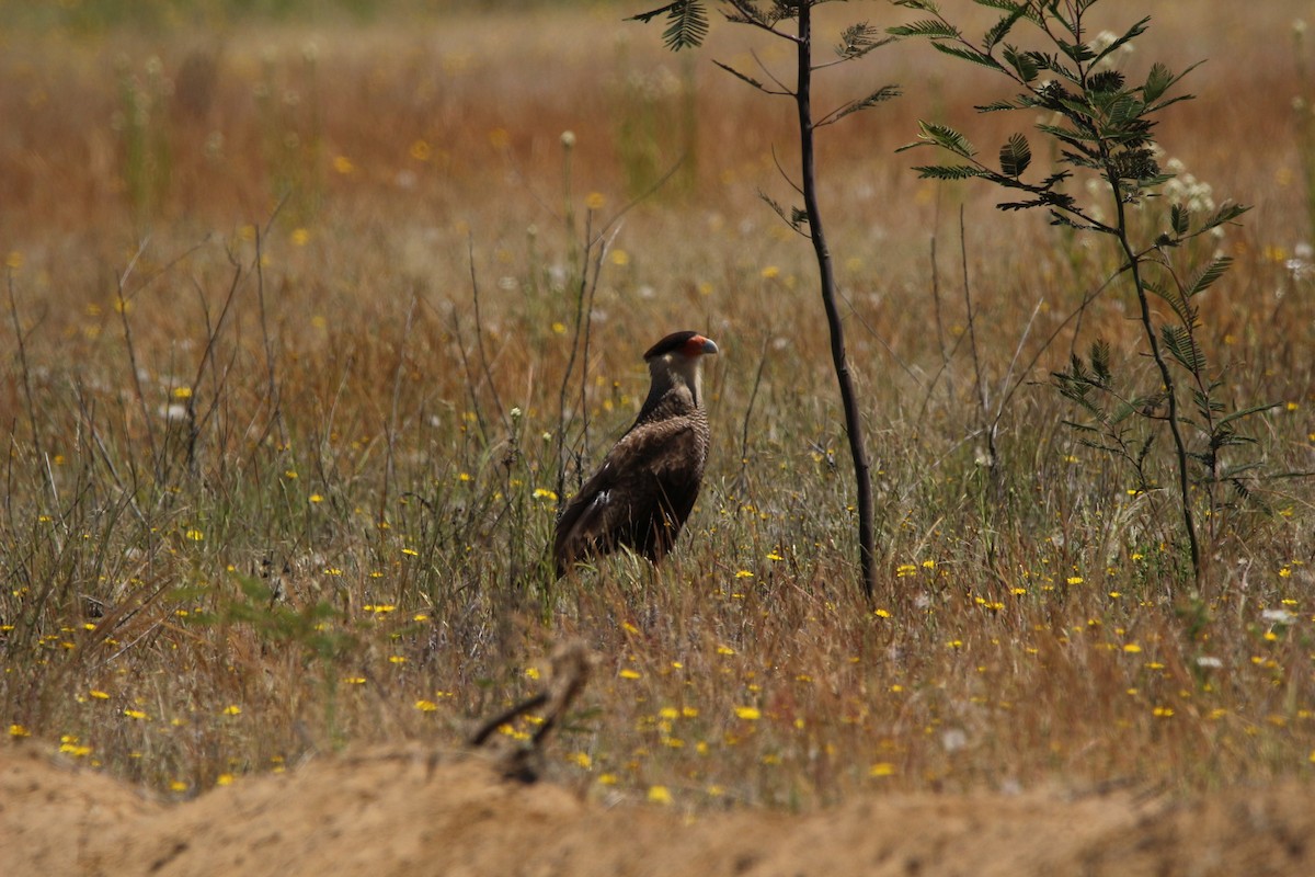 Crested Caracara - ML513793341