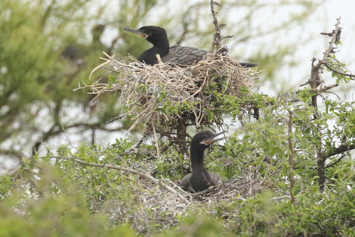 Neotropic Cormorant - ML51379421