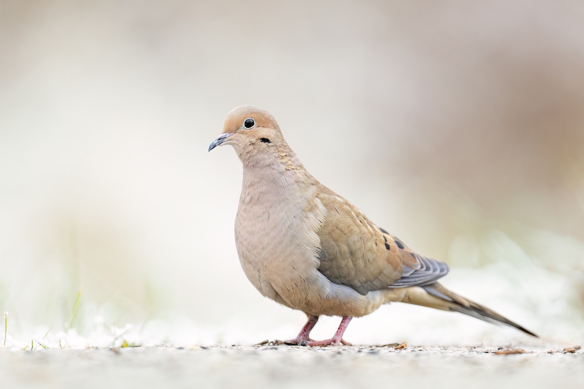 Mourning Dove - ML513795601