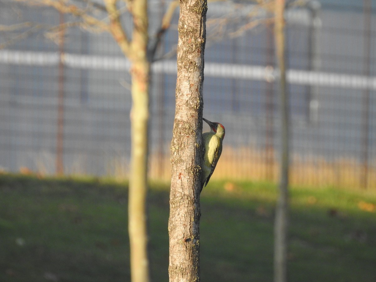 Iberian Green Woodpecker - Diego  Uche Rodriguez