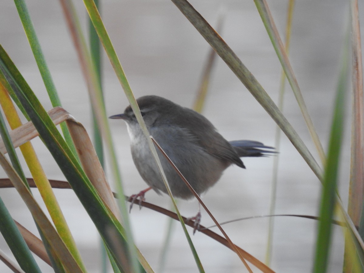 Cetti's Warbler - ML513796231