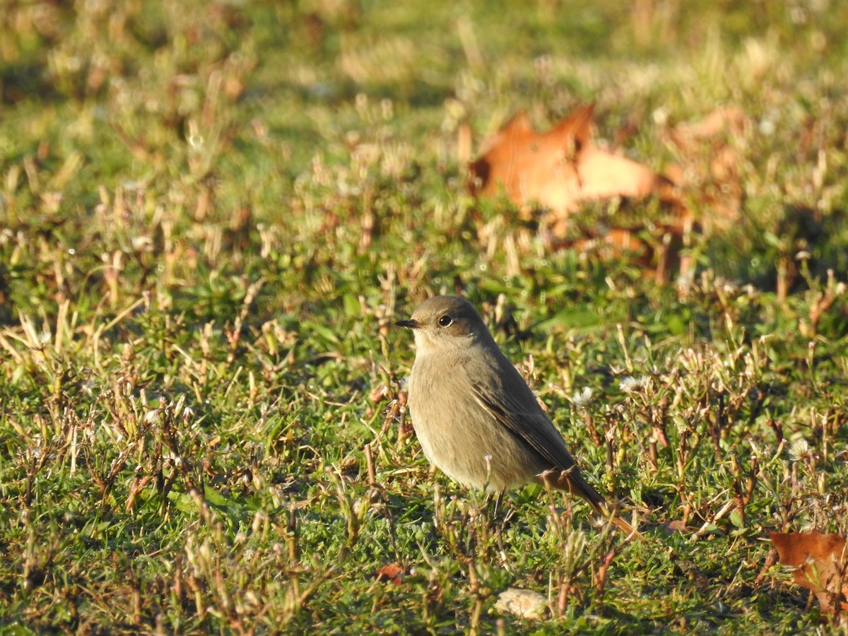 Black Redstart - ML513796391