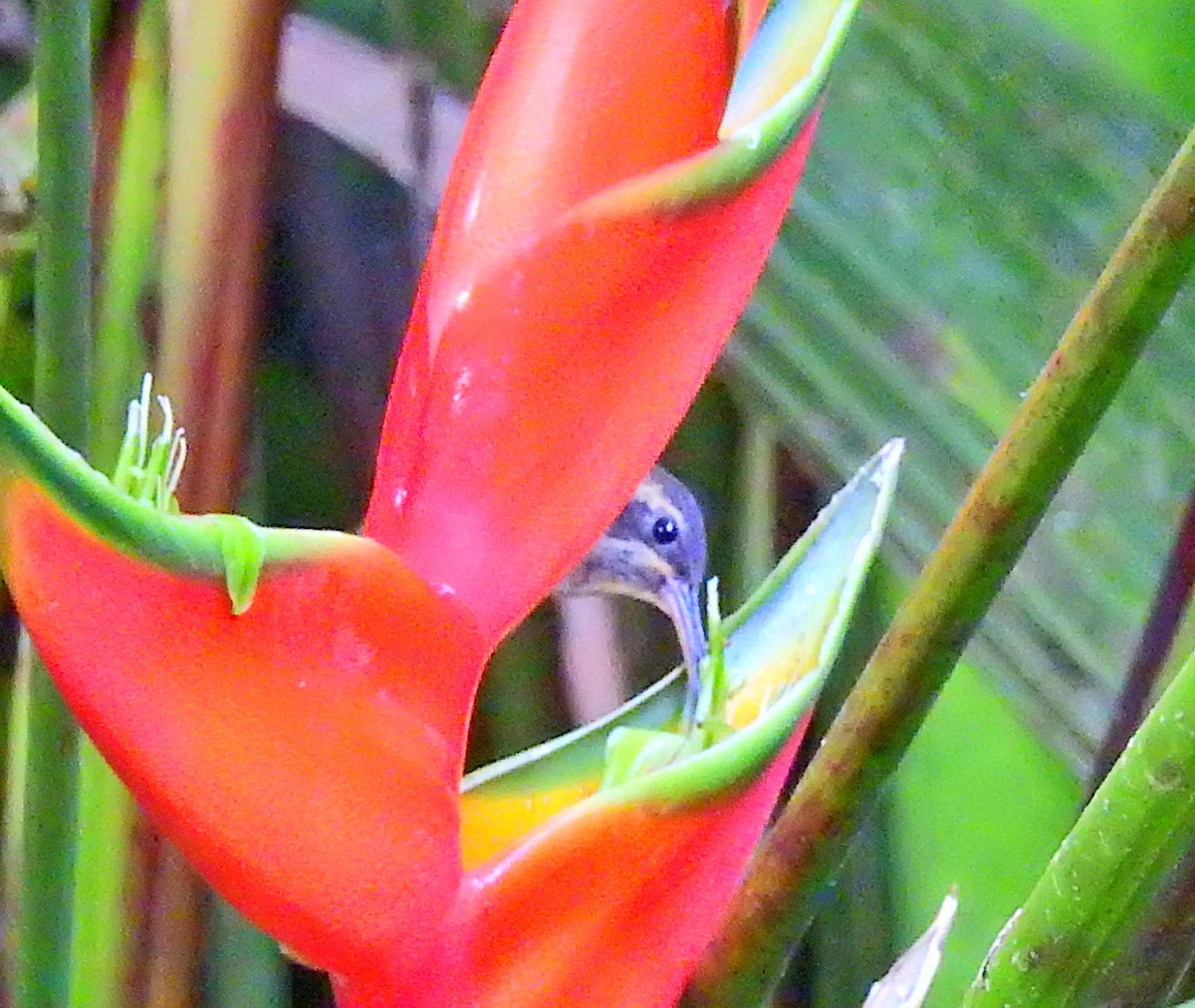 Long-billed Hermit - ML51379641