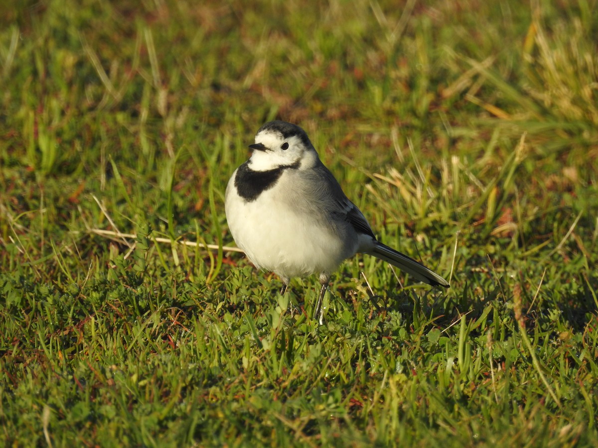 White Wagtail - ML513796461