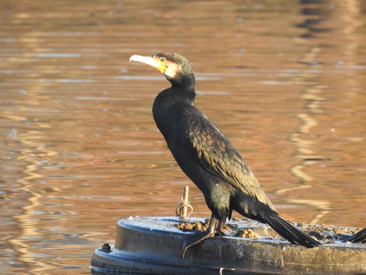 Great Cormorant - Diego  Uche Rodriguez