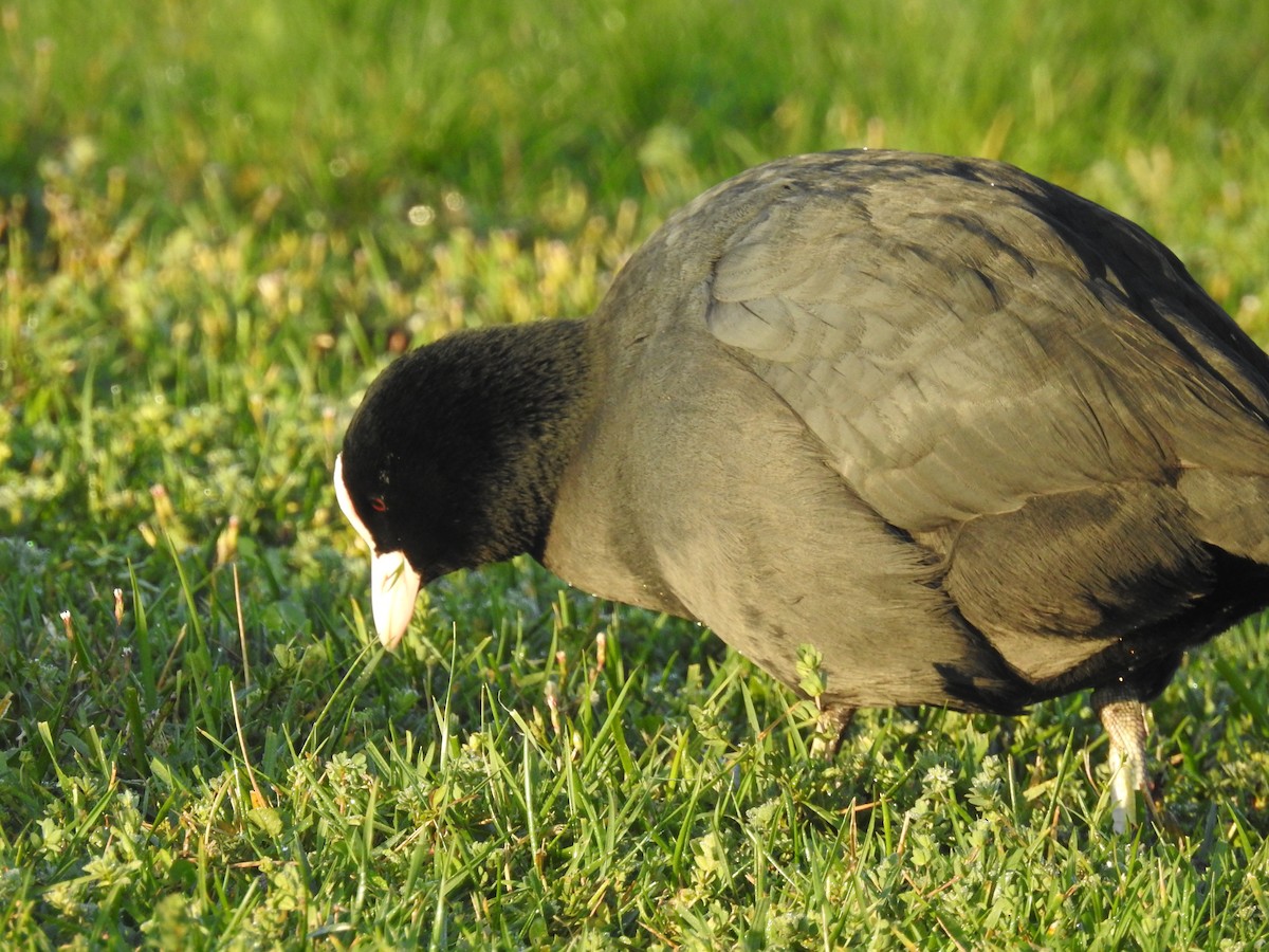 Eurasian Coot - ML513796681