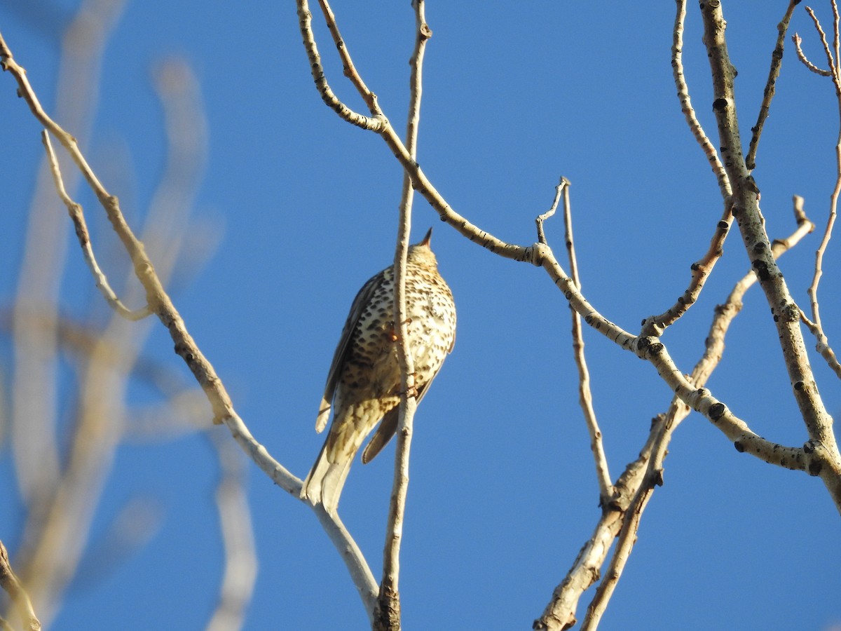 Mistle Thrush - ML513796751