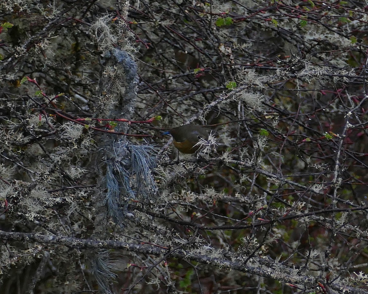 Rufous-breasted Bush-Robin - ML513797331