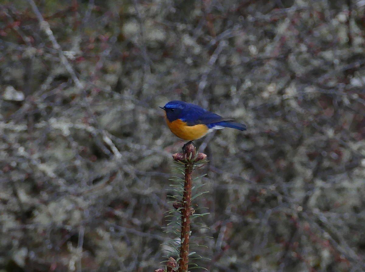 Rufous-breasted Bush-Robin - ML513797341