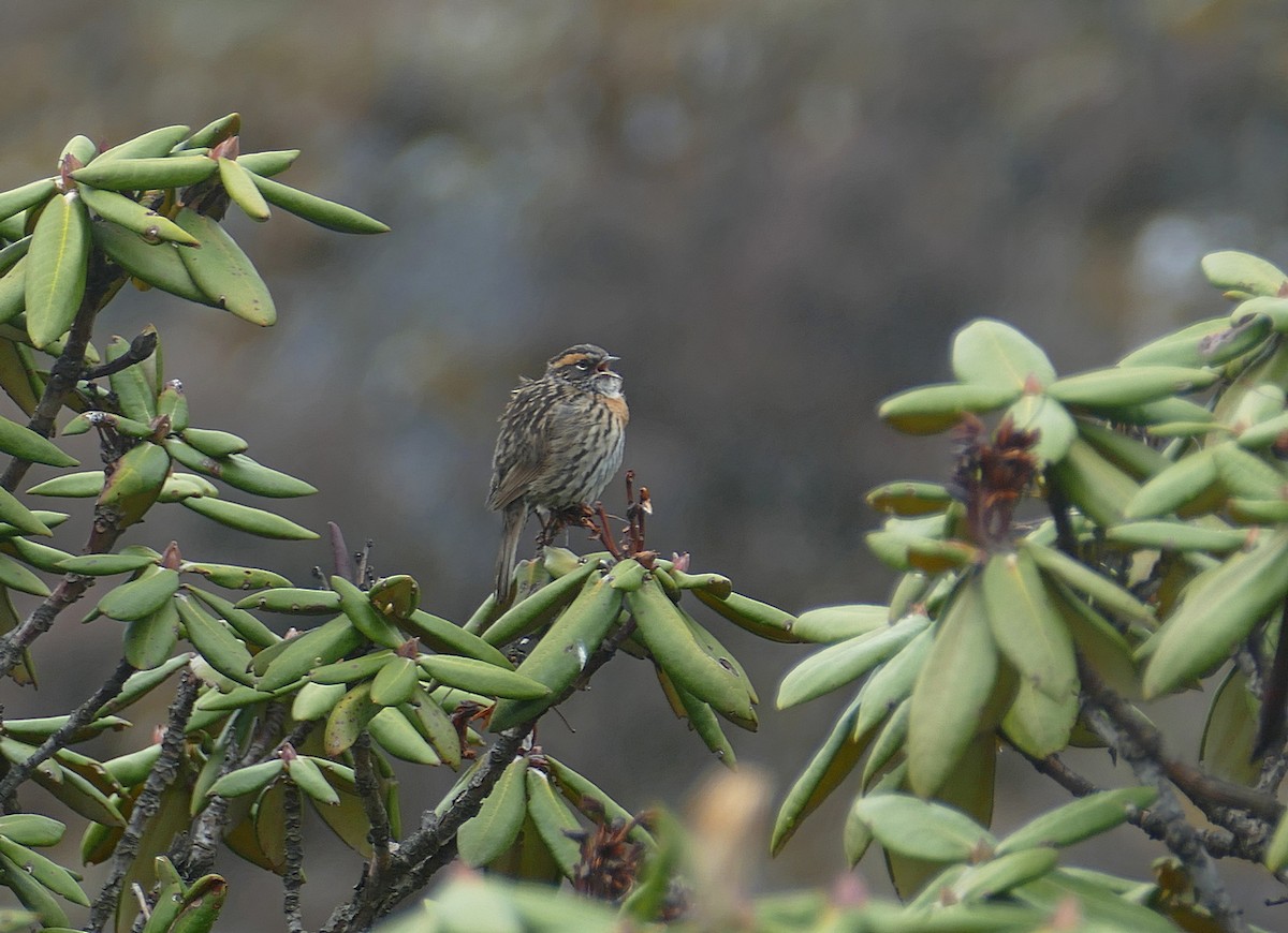 Rufous-breasted Accentor - ML513797611