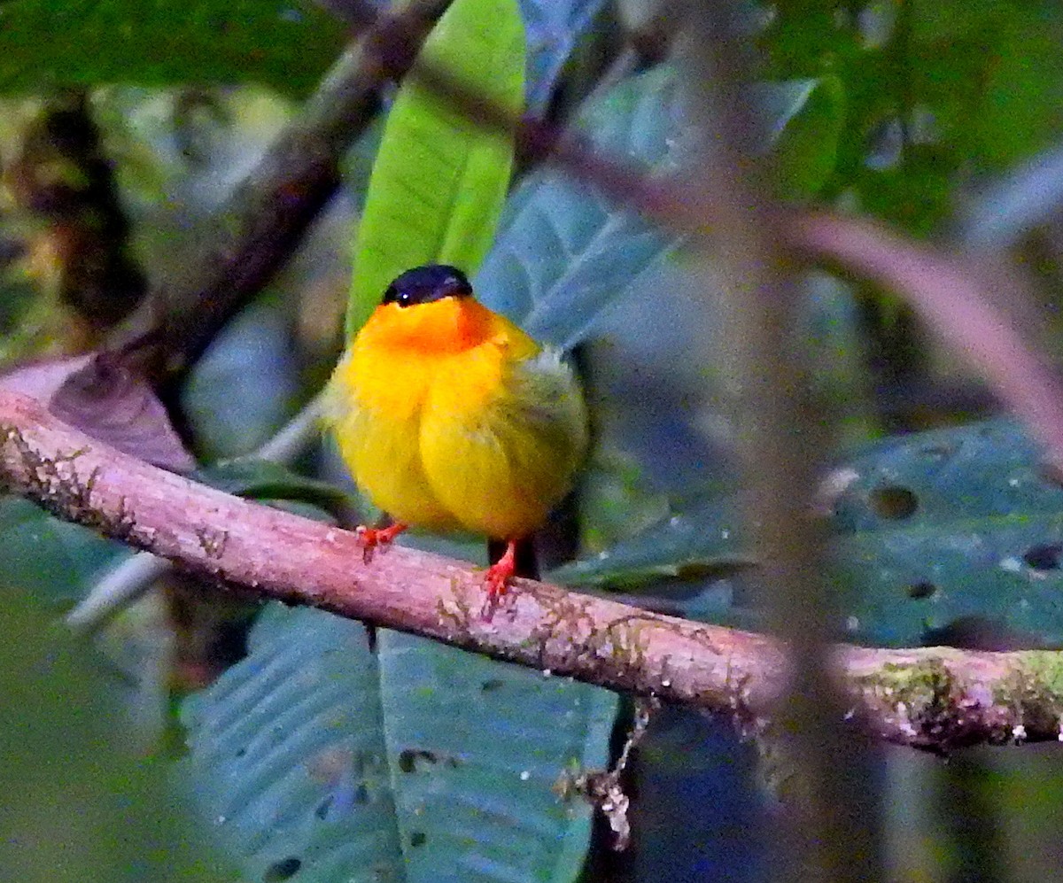 Orange-collared Manakin - ML51379821