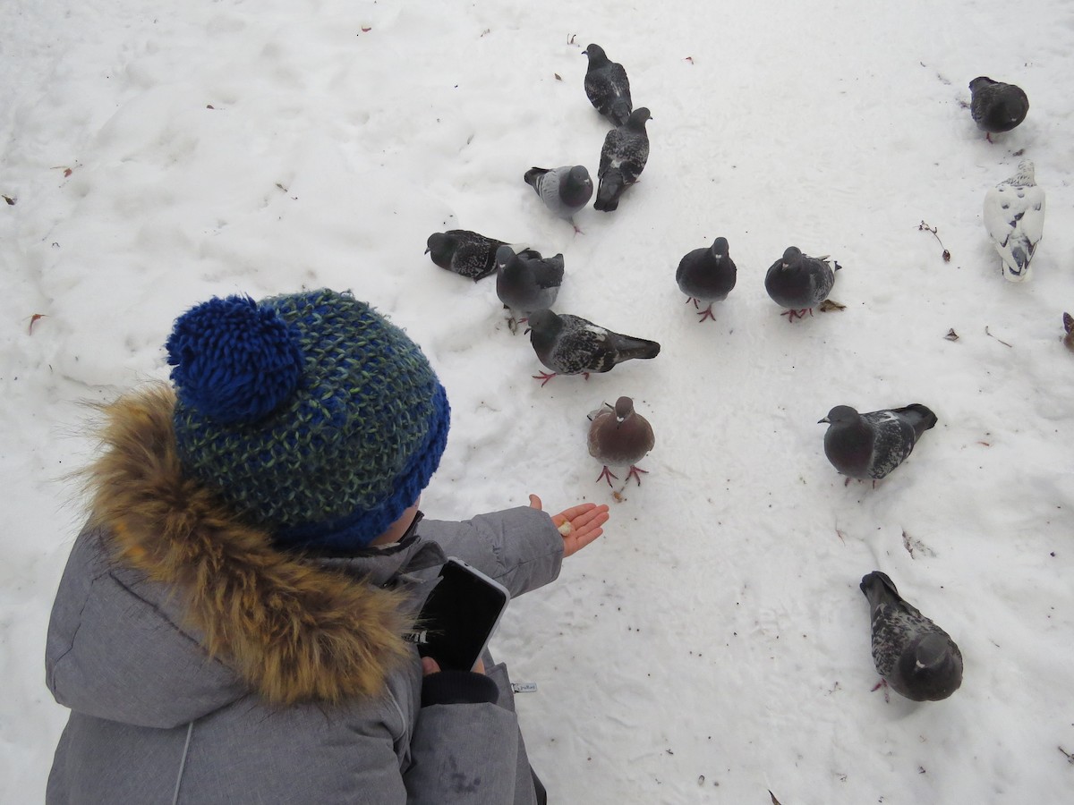 Rock Pigeon (Feral Pigeon) - ML513798341