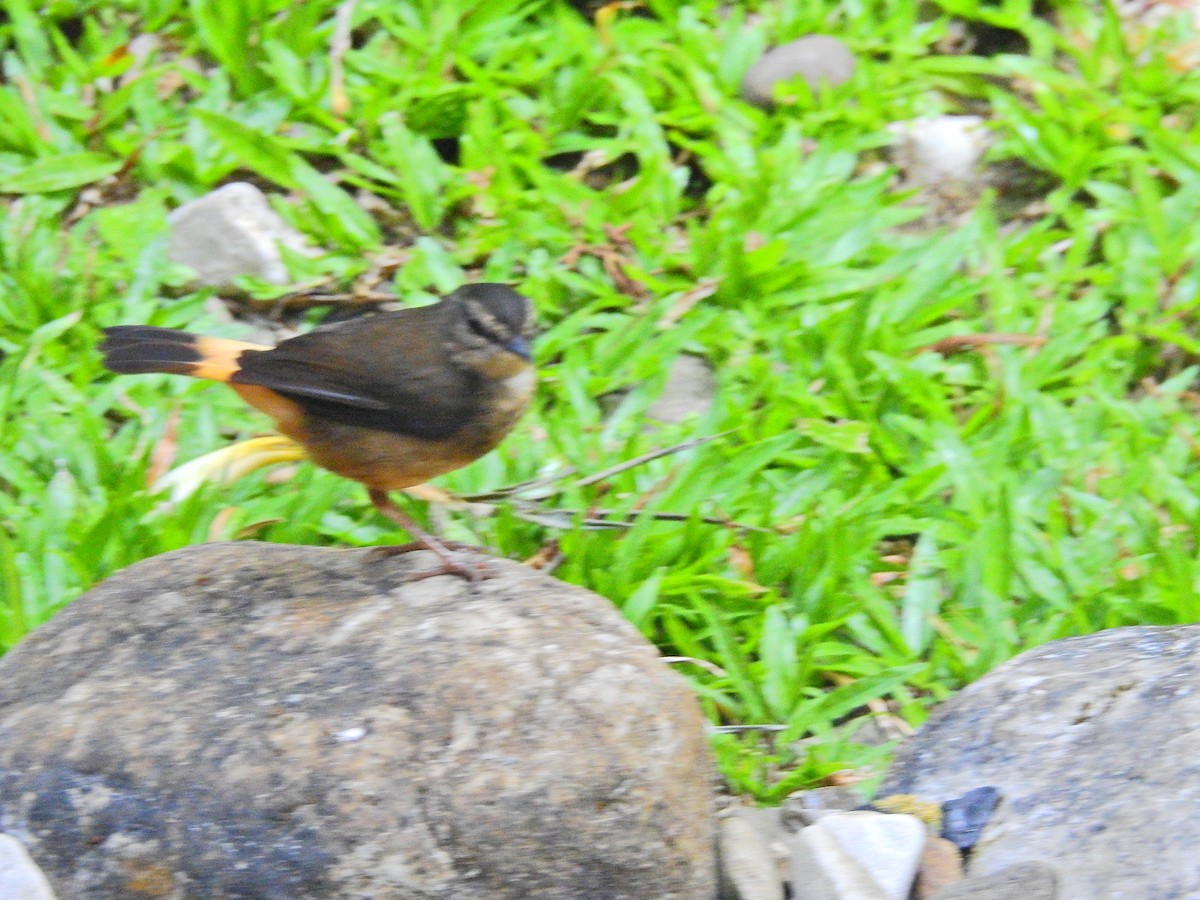 Buff-rumped Warbler - ML51380091