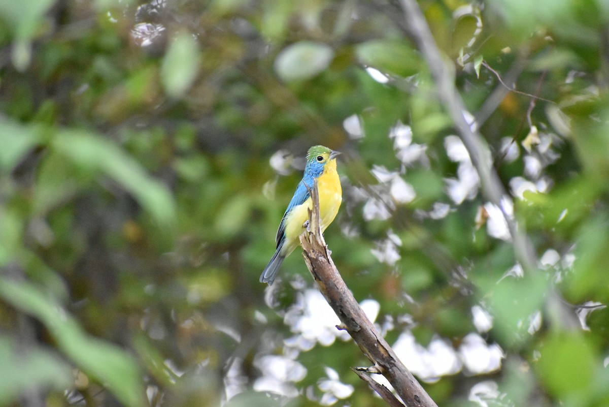 Orange-breasted Bunting - ML513801491