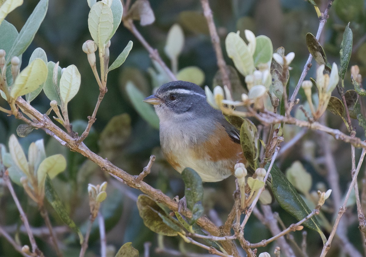 Gray-throated Warbling Finch - Simon Best