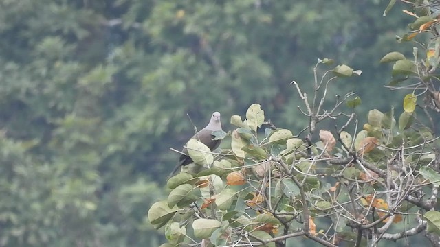 Dúcula Dorsicastaña (cuprea) - ML513803531