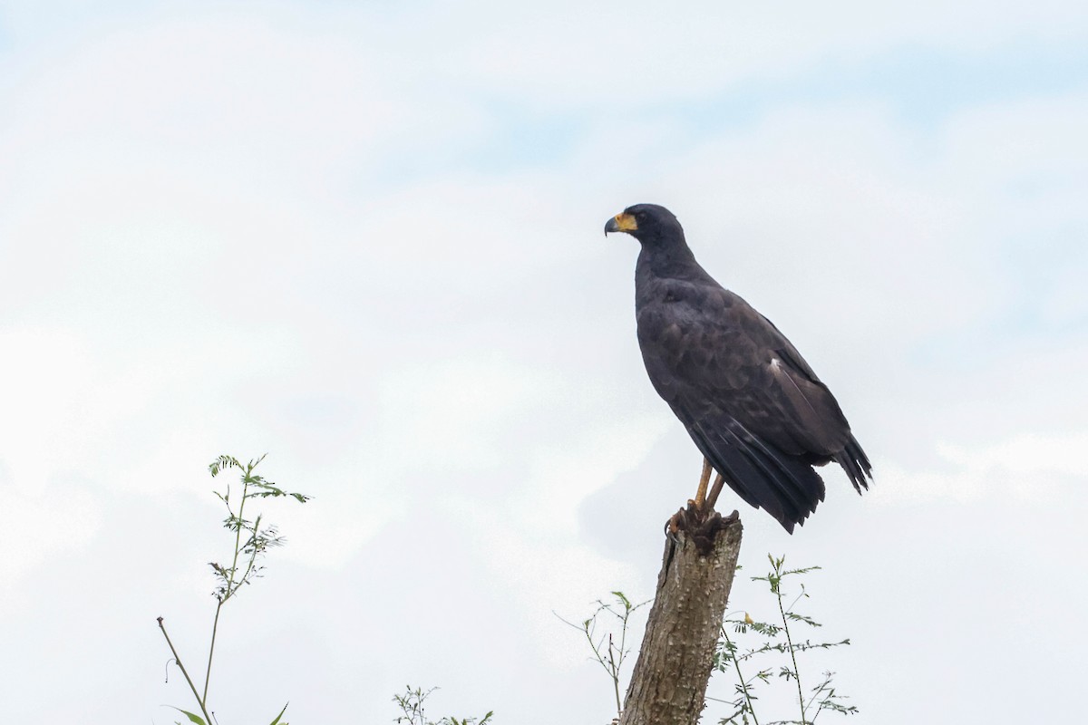 Great Black Hawk - ML513804111